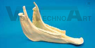 Equine Mandible